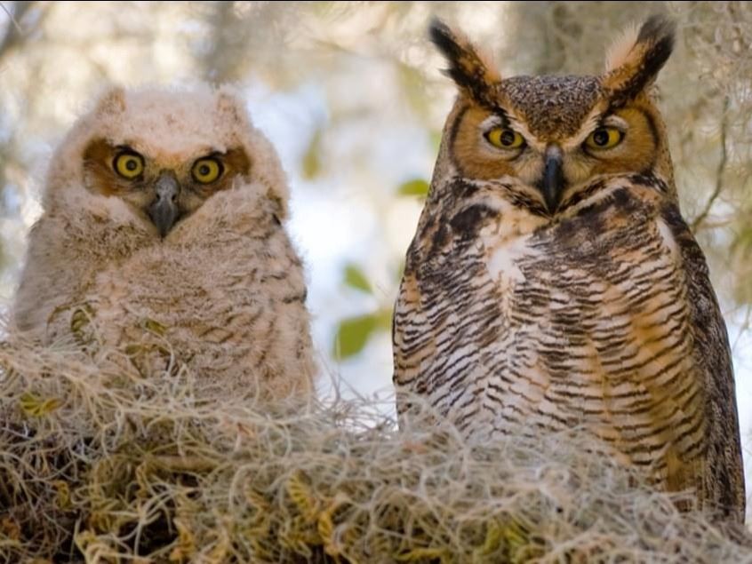 Juvenile (L) and Adult (R) Great Horned Owl